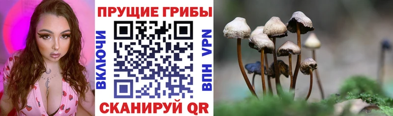 Галлюциногенные грибы Psilocybe  купить наркотик  Кириллов 
